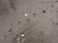 Killdeer Tracks