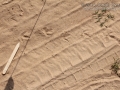 Killdeer Tracks
