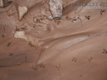 Killdeer Tracks