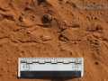 Lark Sparrow Tracks