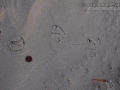 Laughing Gull Tracks
