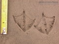 Laughing Gull Tracks