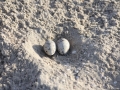 Least Tern Eggs