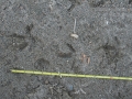 Long-billed Curlew Tracks