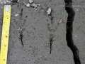 Magpie Tracks