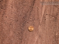 Montezuma Quail Tracks