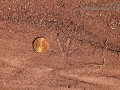 Montezuma Quail Tracks