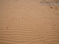 Mourning Dove Tracks