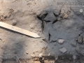 Mourning Dove Tracks
