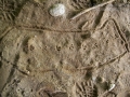 Mourning Dove Tracks