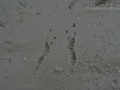 Northern Flicker Tracks