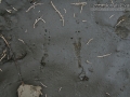 Northern Flicker Tracks