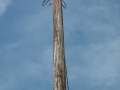 Owl Roost