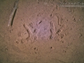 Owl Tracks