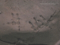 Owl Tracks