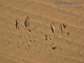 Pelican Tracks