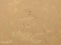 Pelican Tracks