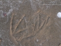 Pelican Tracks