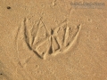Pelican Tracks
