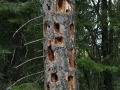 Pileated Woodpecker Sign