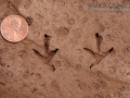 Poorwill Tracks