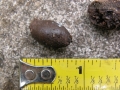 Quail Scat