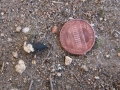 Quail Scat