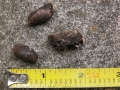 Quail Scat