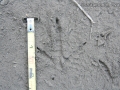 Quail Tracks