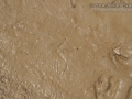 Quail Tracks