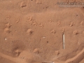 Quail Tracks