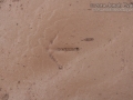 Quail Tracks
