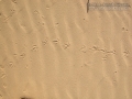 Quail Tracks
