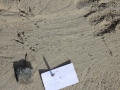 Raven Tracks