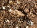 Raven Scat & Pellets