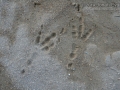 Raven Tracks