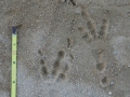 Raven Tracks