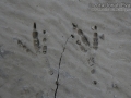 Raven Tracks