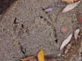 Raven Tracks