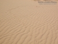 Raven Tracks