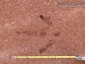 Rea Tracks (South America)