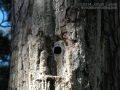 Red-cockaded Woodpecker Sign
