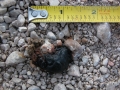 Roadrunner Scat