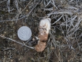 Roadrunner Scat