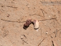 Roadrunner Scat