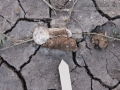Roadrunner Scat