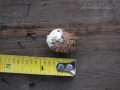 Roadrunner Scat