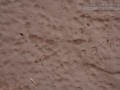 Roadrunner Tracks