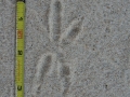 Roadrunner Tracks