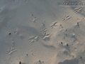 Roadrunner Tracks